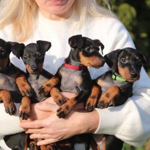 whatsapp_atvaizdas_2025-11-06_19.11.52_a9c930f4.jpg whatsapp_atvaizdas_2025-11-06_19.11.52_a9c930f4.jpg